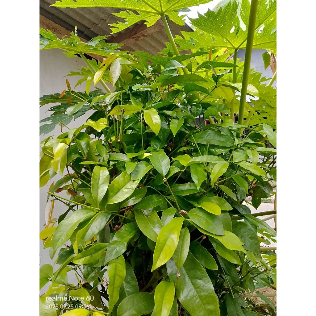 

pohon so / di sebut pohon Tangkil fresh 500 gram