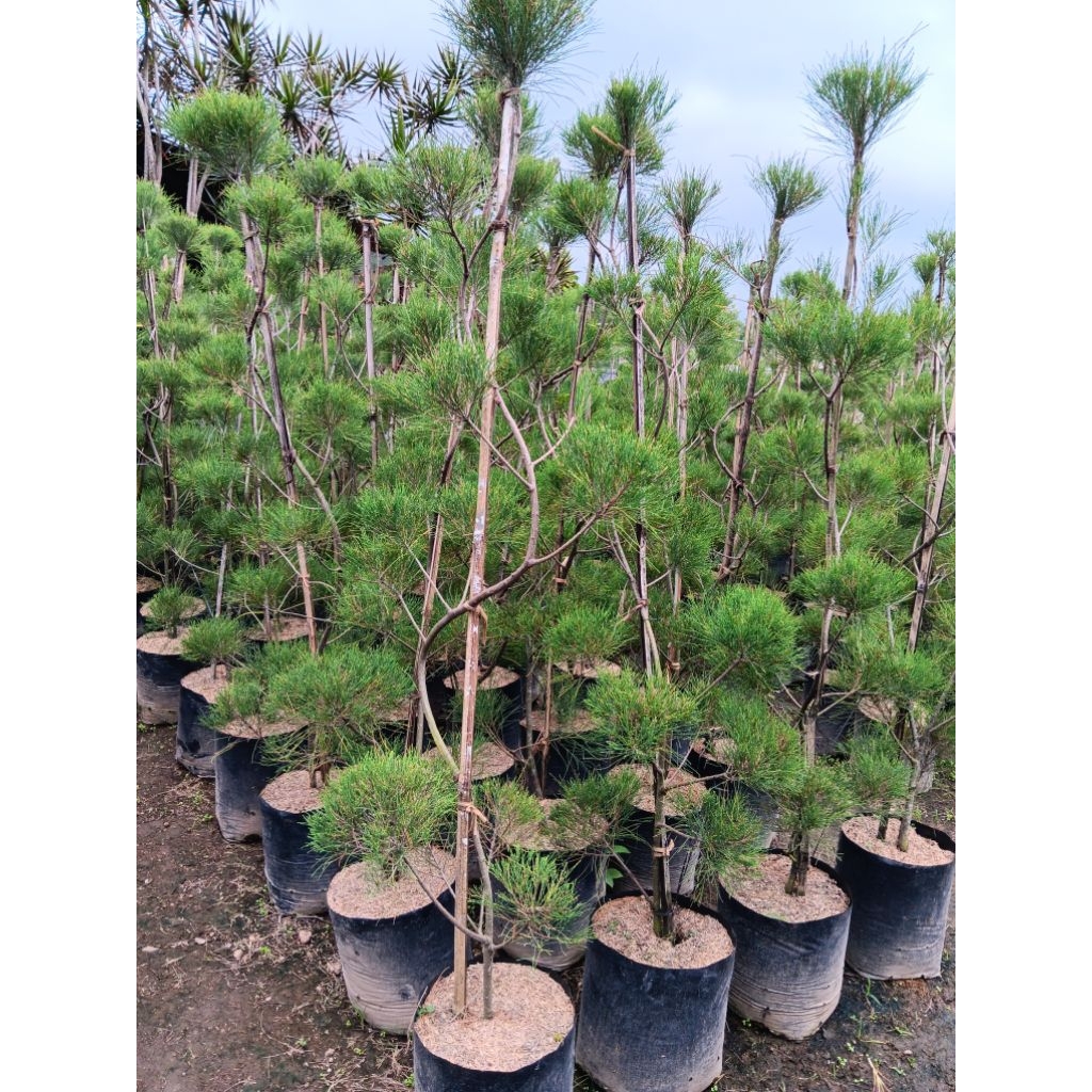 Tanaman Hias Cemara Udang | Bonsai Cemara Udang