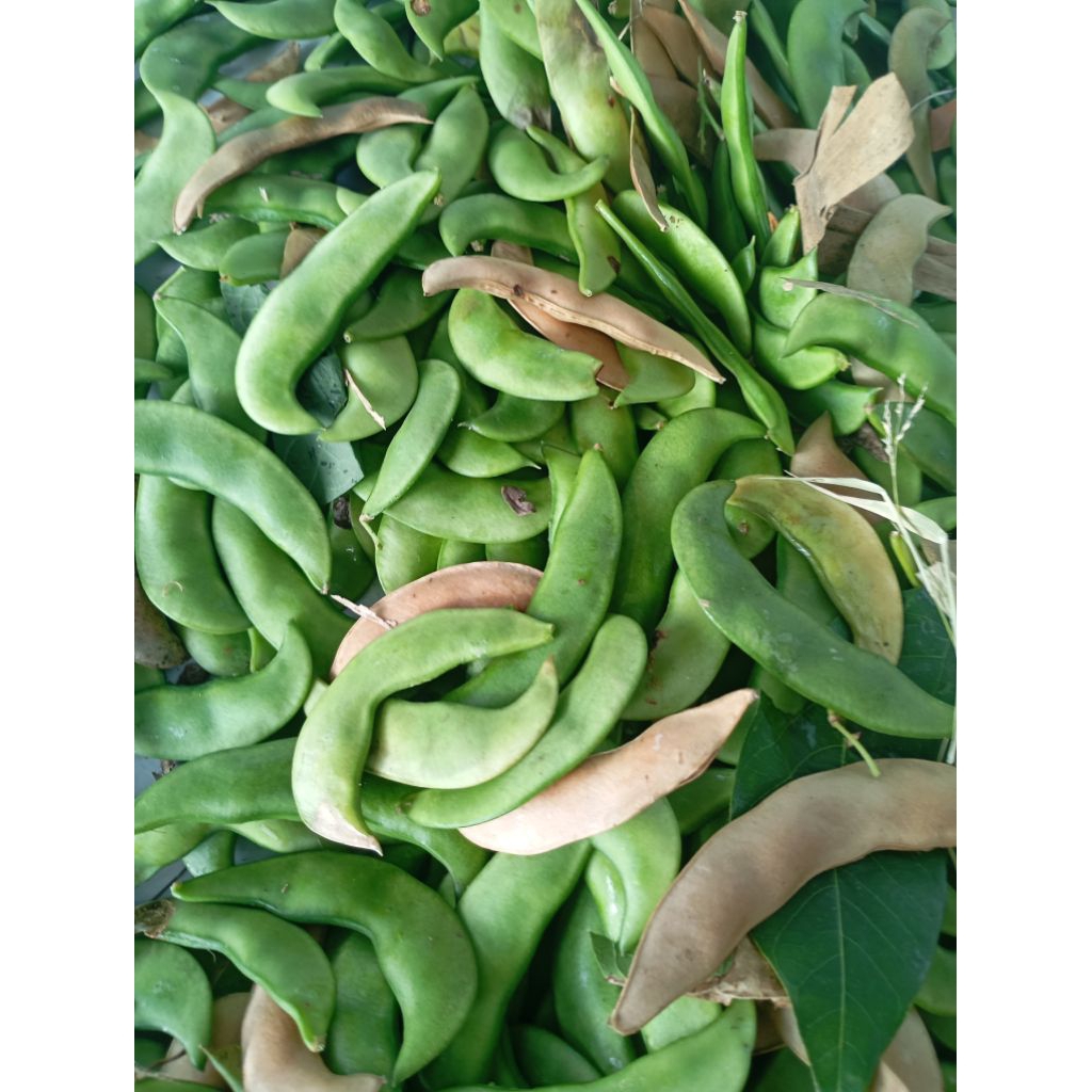 

250gram Kacang Kara, Karatok JATIM