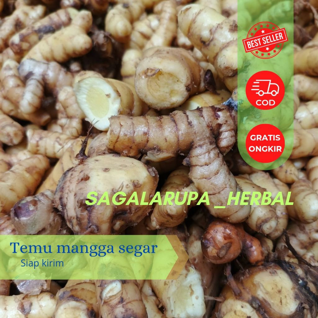 

Temu mangga segar curcuma isi 1 kg siap kirim
