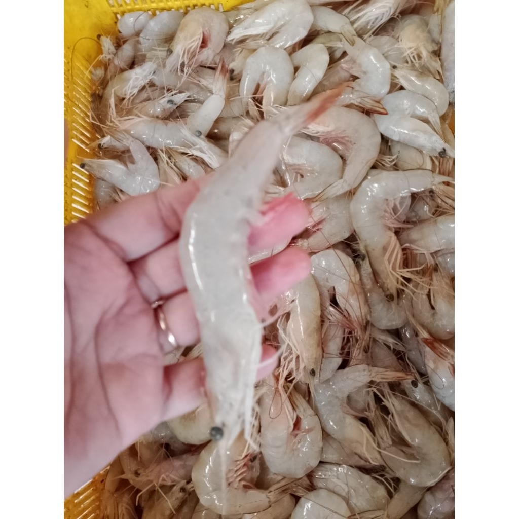 

Udang jerebung size besar( segar )