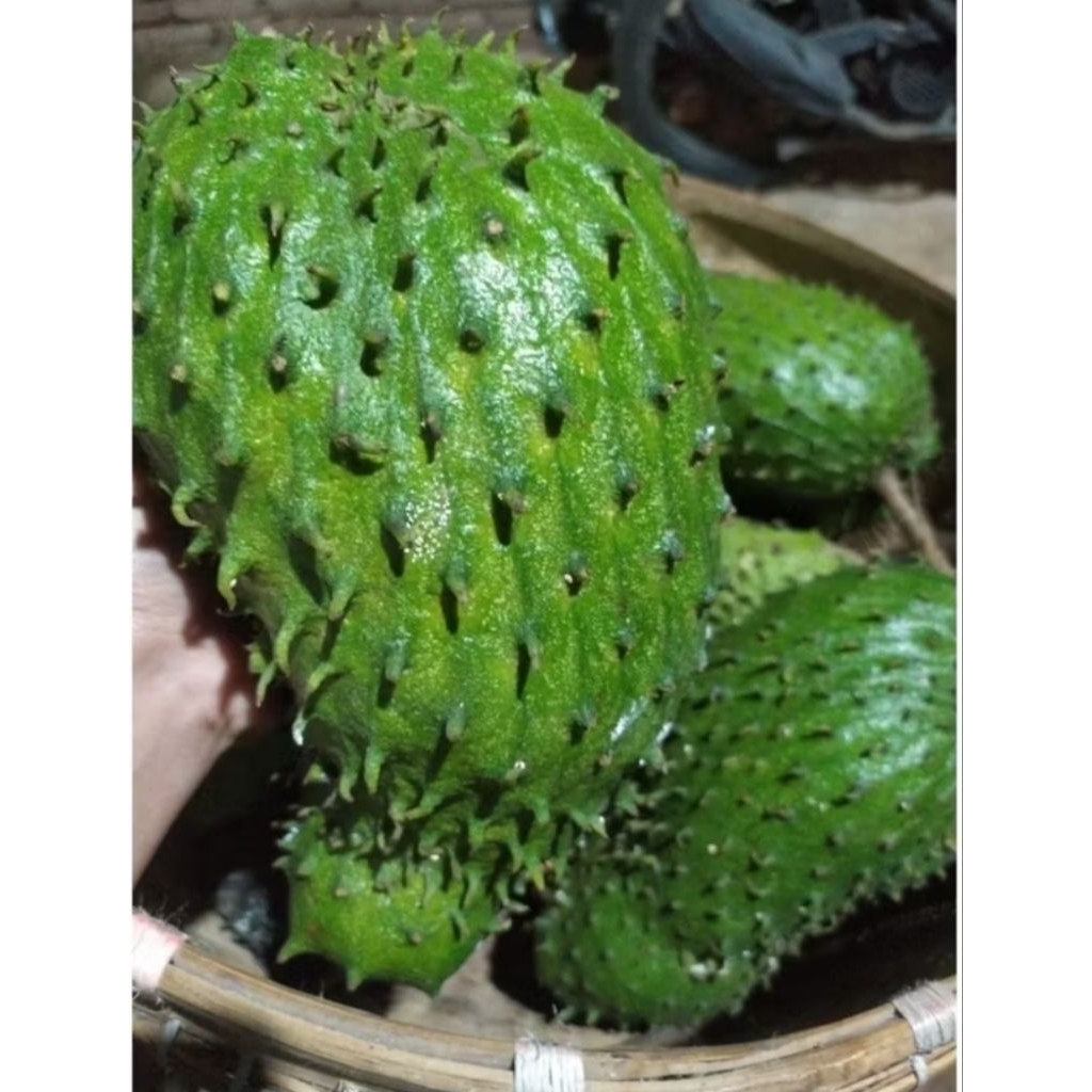 

Buah sirsak muria 1 kg isi 2-3