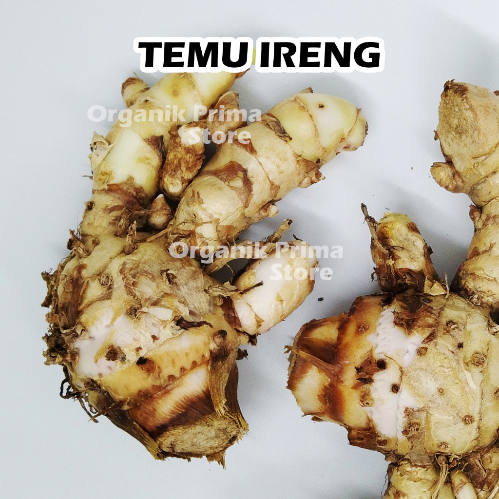 

Temu ireng Segar 500gr Temu Hitam Asli dan Organik