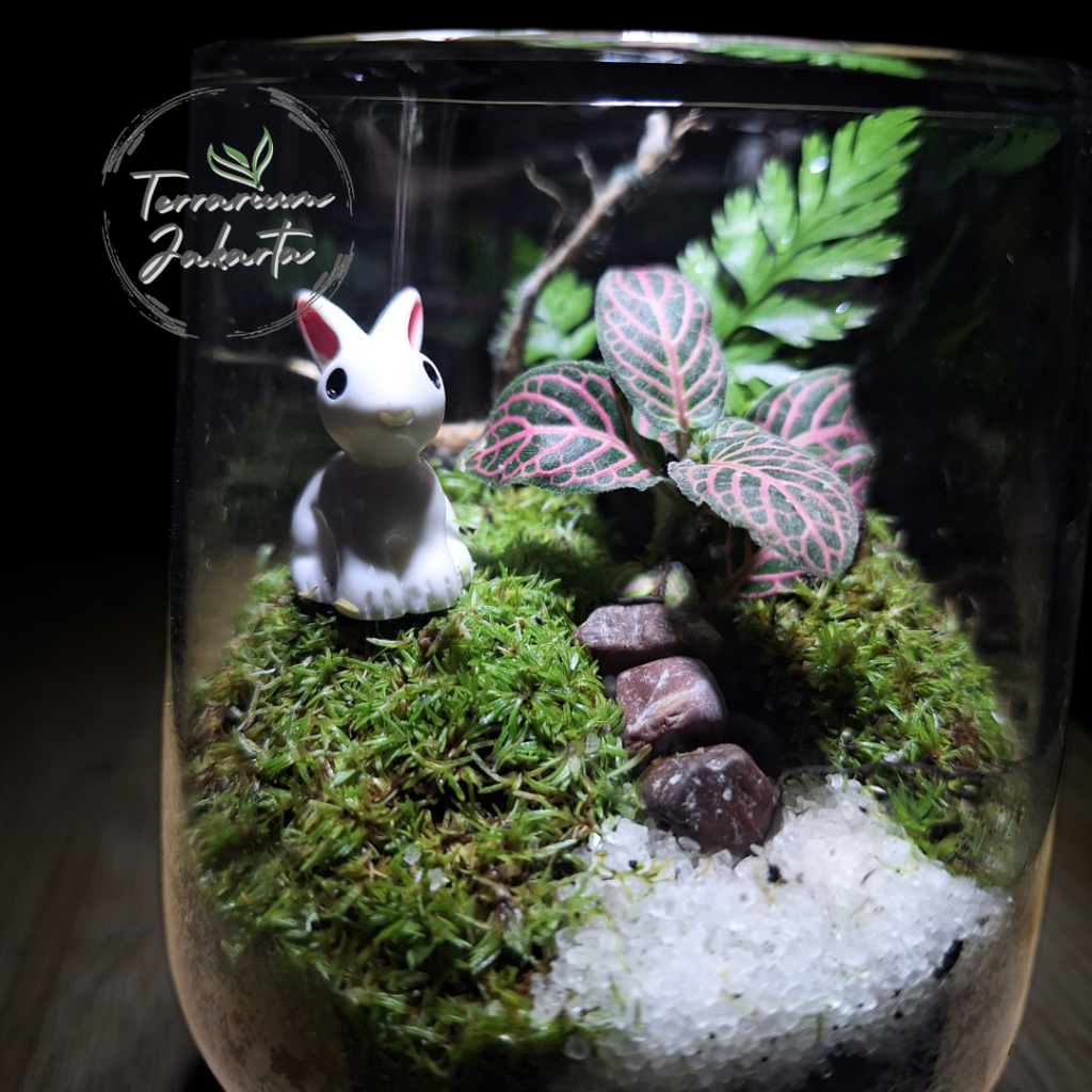 Closed Terrarium - Mini Glass Forest Terrarium Tertutup Terrarium Gift - KIT