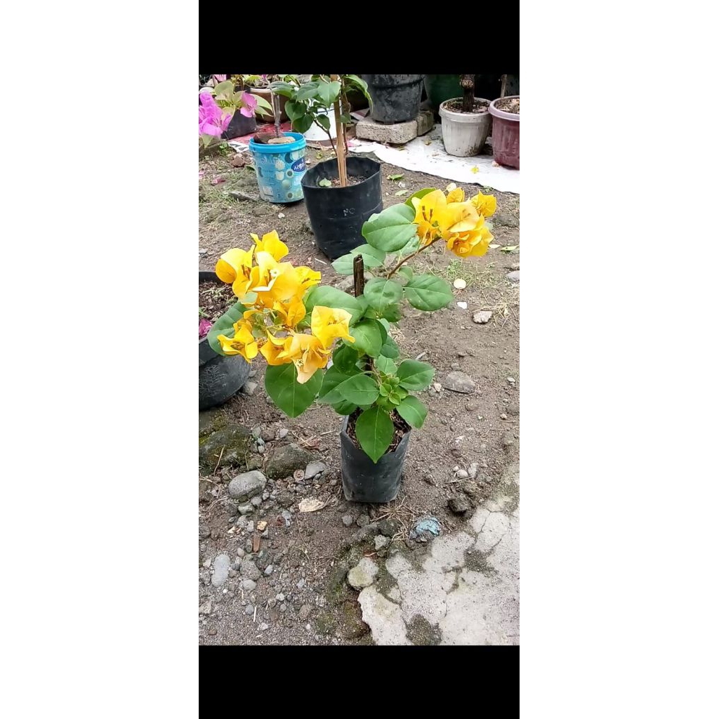 Bibit Bunga Kertas Lemon Kuning