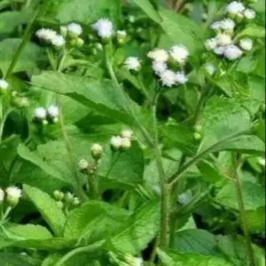 

daun babadotan segar obat herbal alami100gr - 1kg