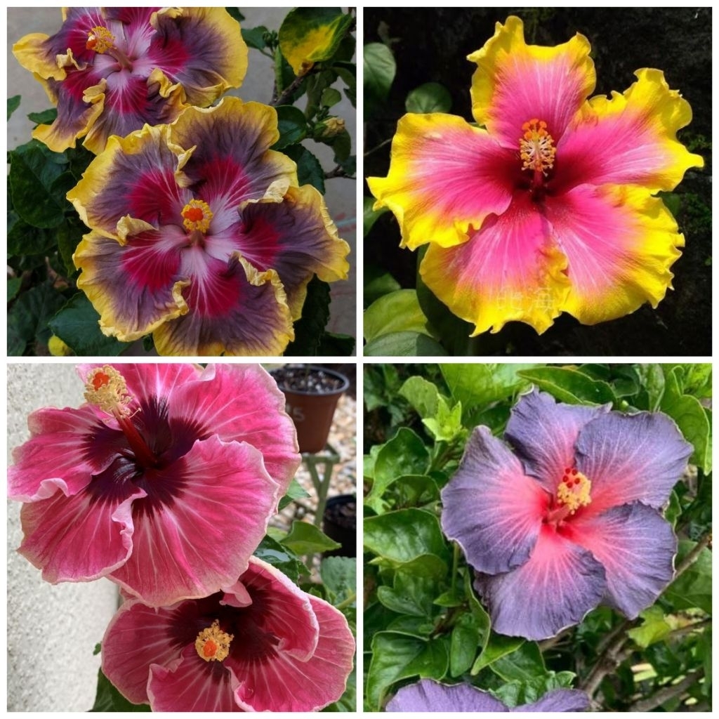 Tanaman hias kembang sepatu bunga langka/hibiscus bunga langka rimbun