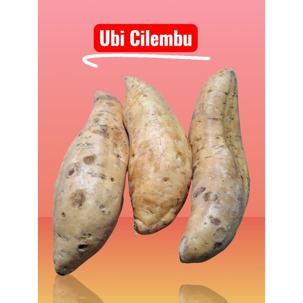 

Ubi Cilembu Madu 1 kg Isi 3