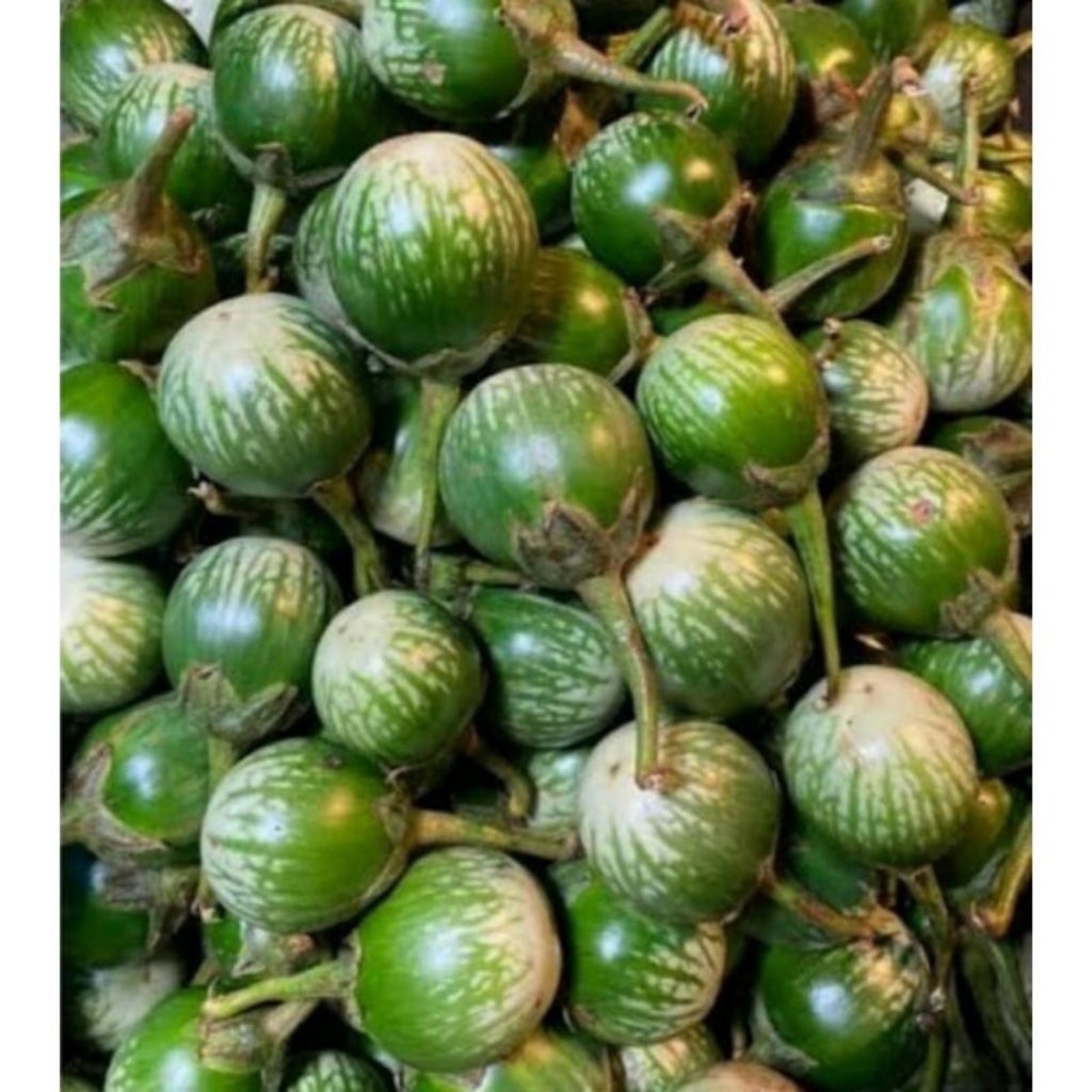 

TERONG LALAP HIJAU 1KG LANGSUNG PETIK DARI KEBUN