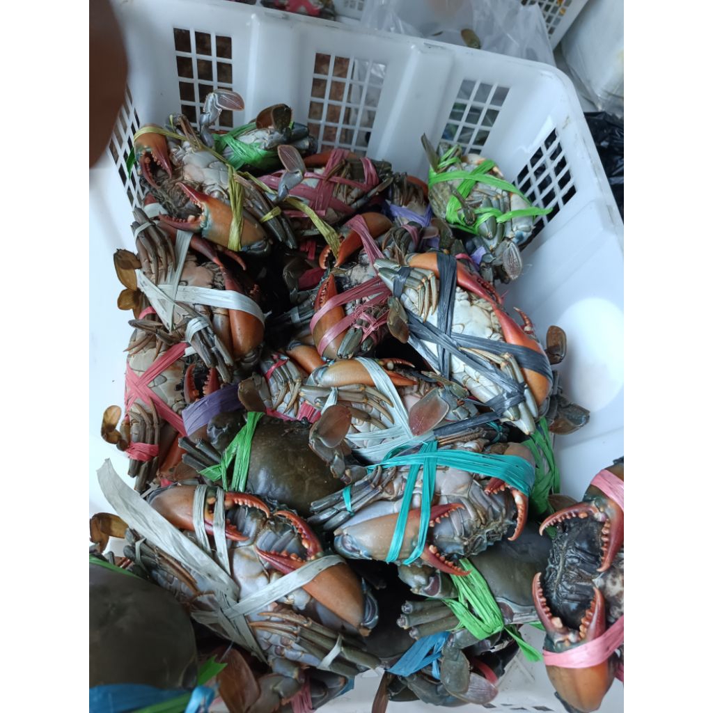 

Kepiting gemuk fresh