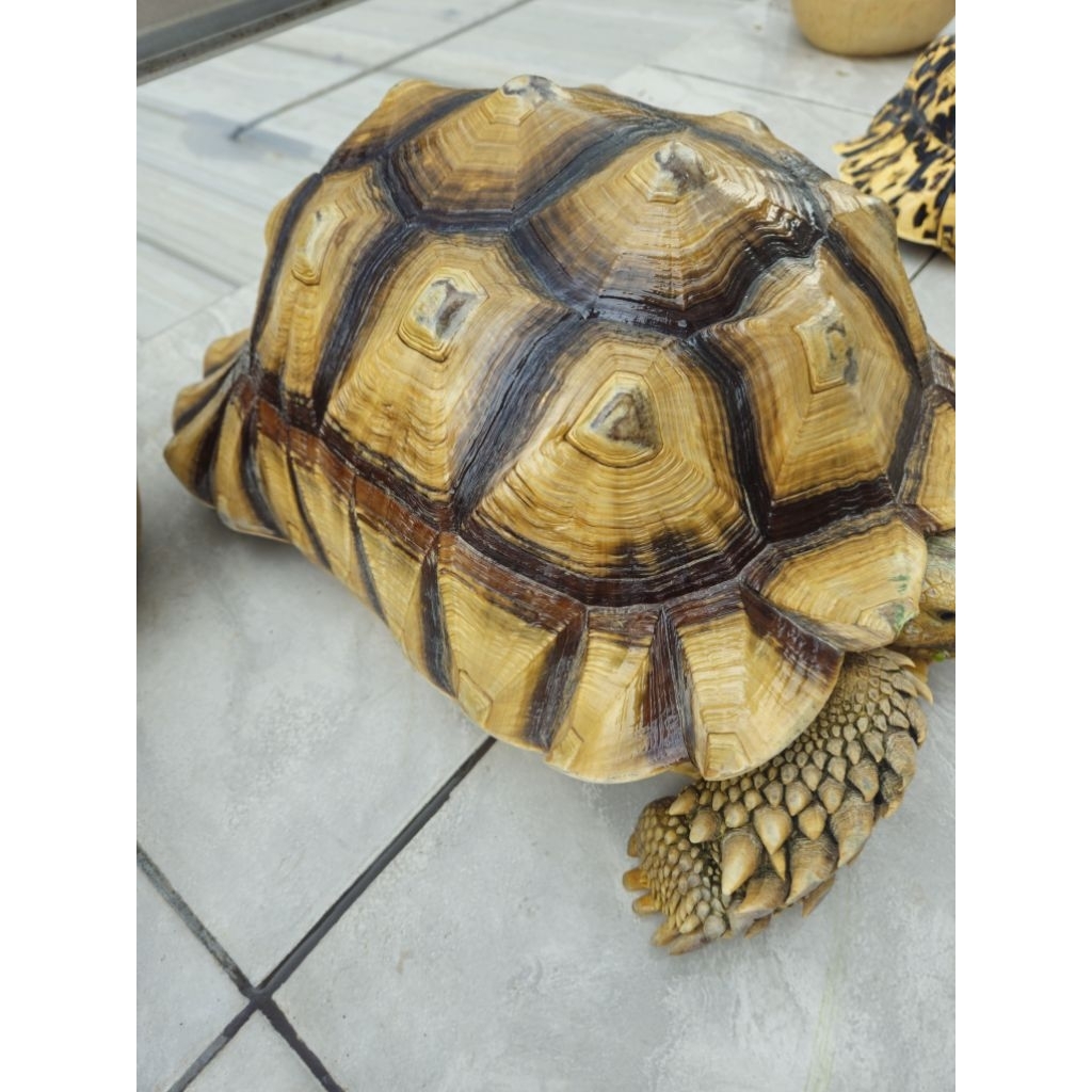 pardalies jantan dan sulcata betina 40 cm lbh