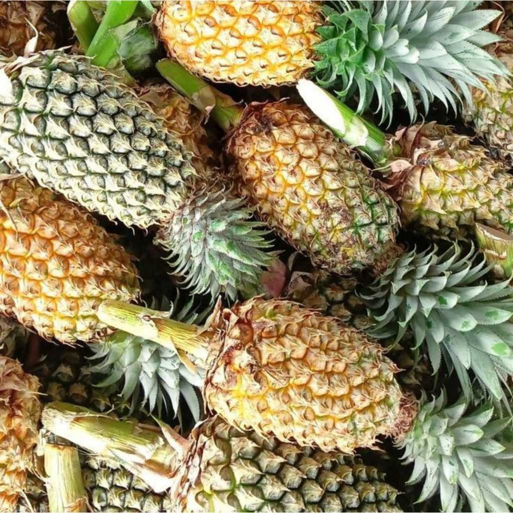 

Nanas Lampung Palembang super 1pcs