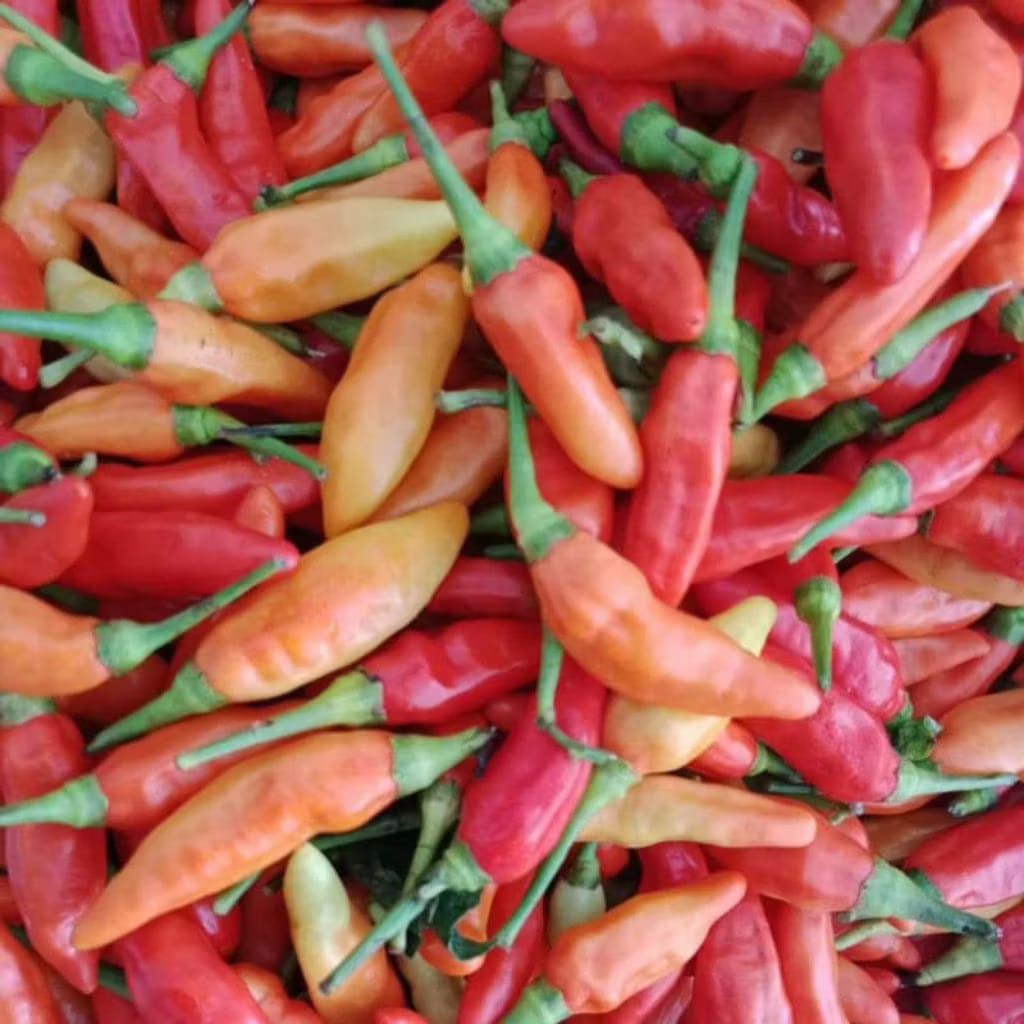 

Cabe/cabe rawit segar fressss isi 500 gr