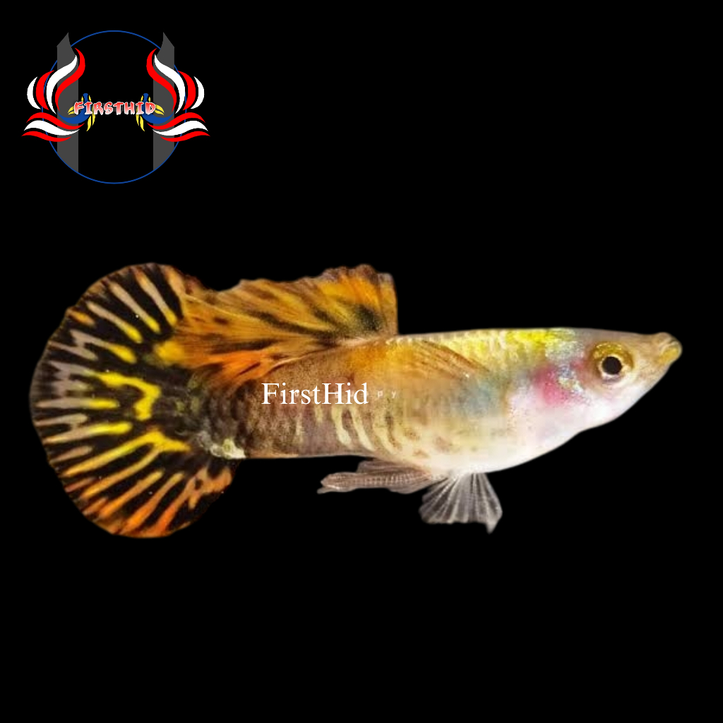 (LANGSUNG DI-KIRIM) Aksesoris Akuarium GUPPY Galaxy Medusa Roundtail good quality hiasan kolam