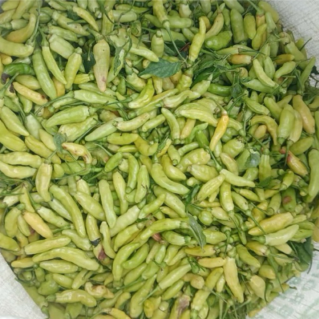 

Cabe Rawit putih hijau 1kg-cabe rawit putih hijau fresh