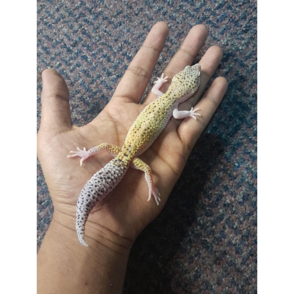 display gecko macksnow eclipse bisa berjalan