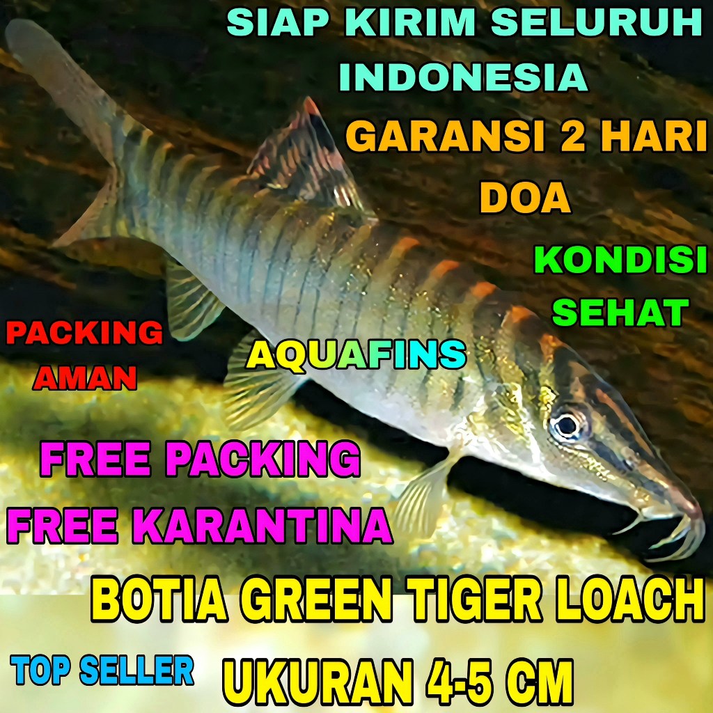 HIASAN BOTIA GREEN TIGER LOACH SYNCROSSUS HYMENOPHYSA UKURAN 4-5 CM