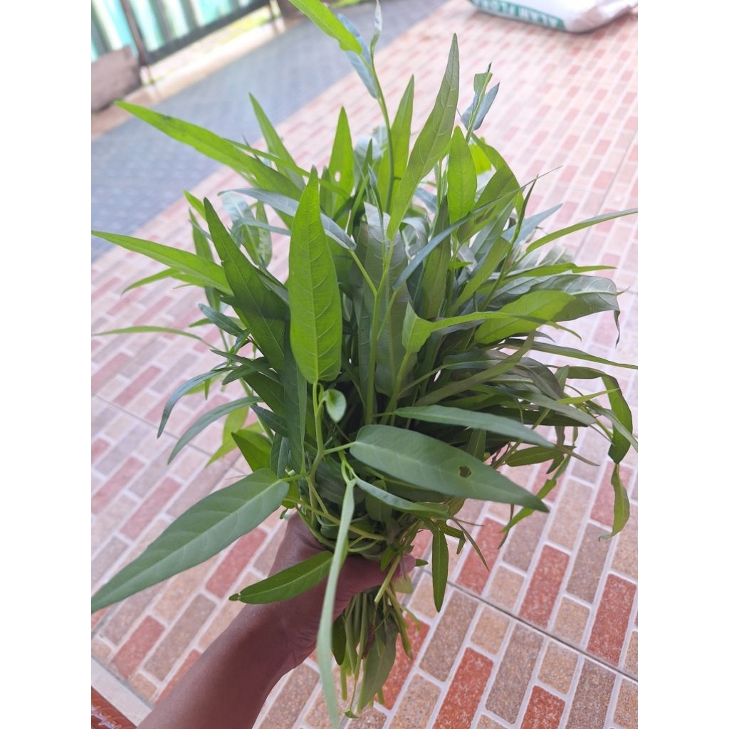 

Bibit Kangkung cabut daun sempit. Isi 120 butir