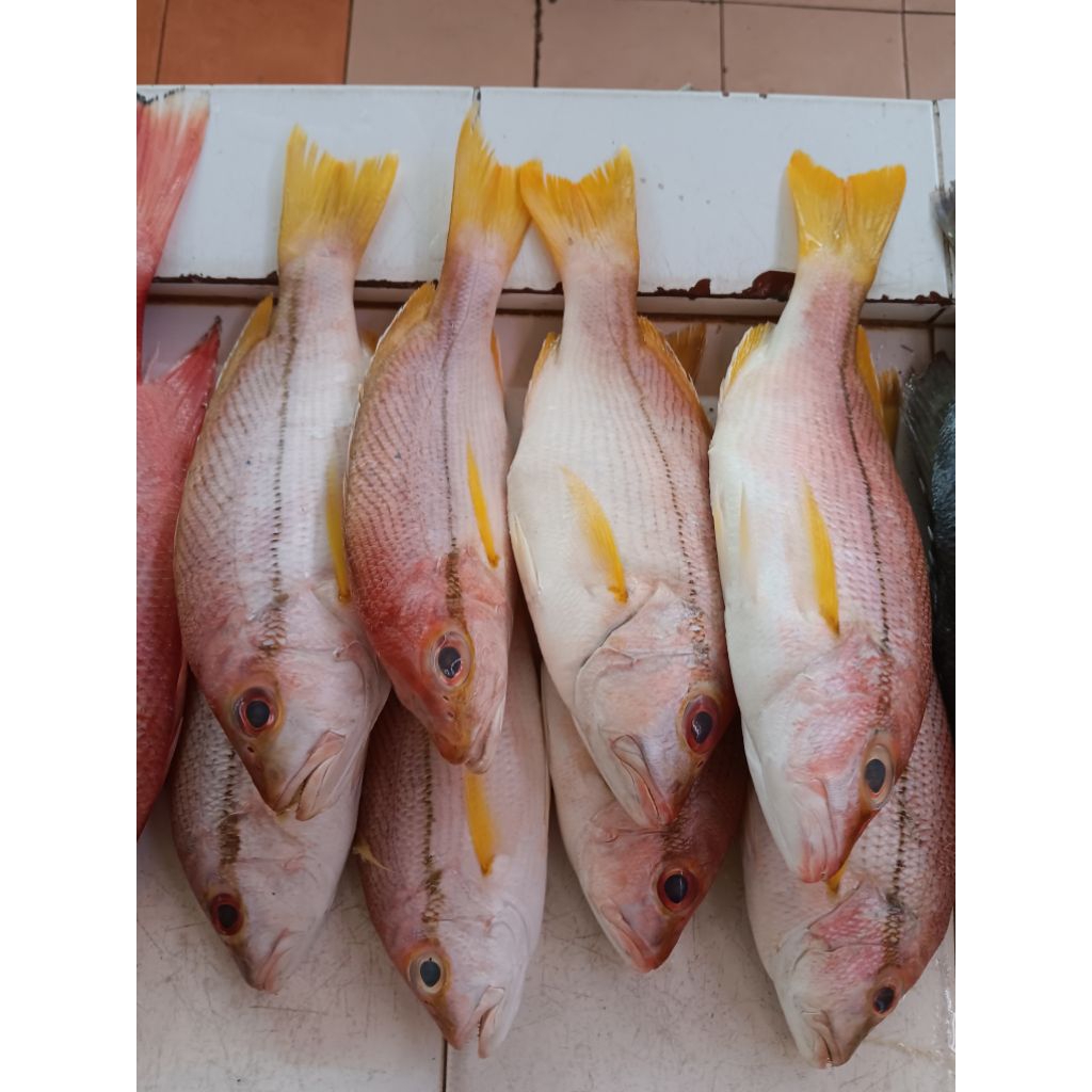 

IKAN KUNIRAN LAUT
