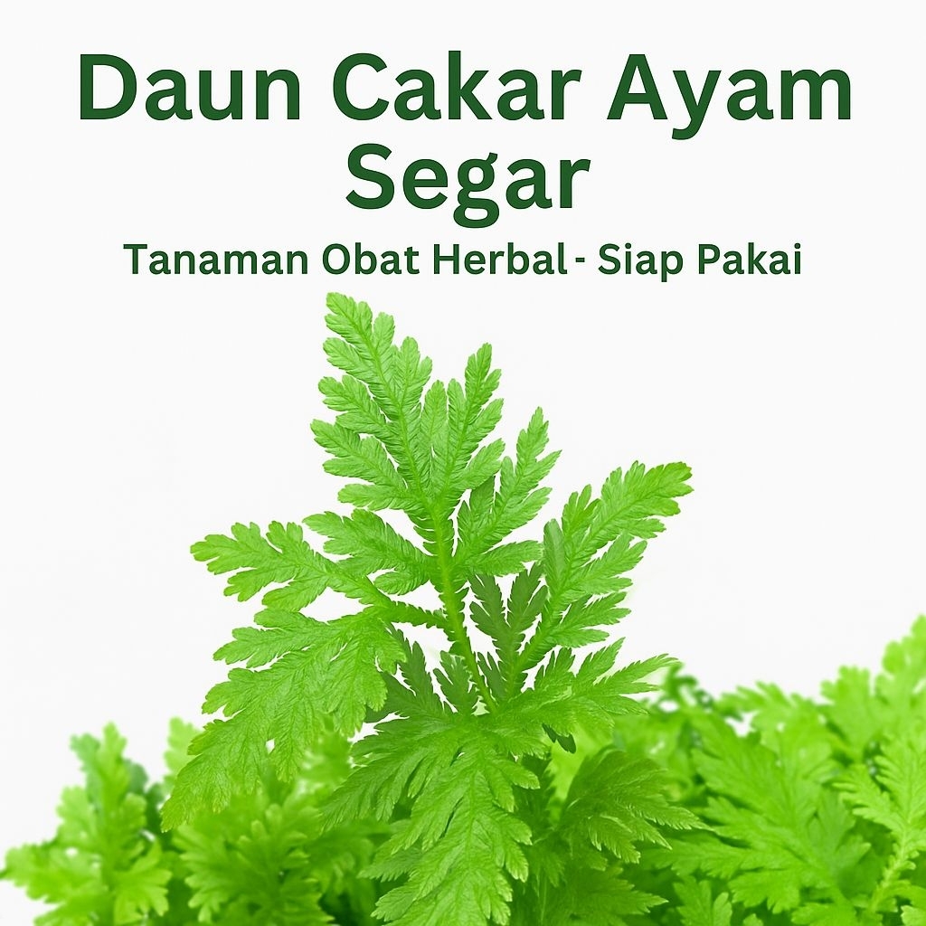 

Daun Cakar Ayam Segar | Tanaman Obat Herbal Asli – Siap Pakai