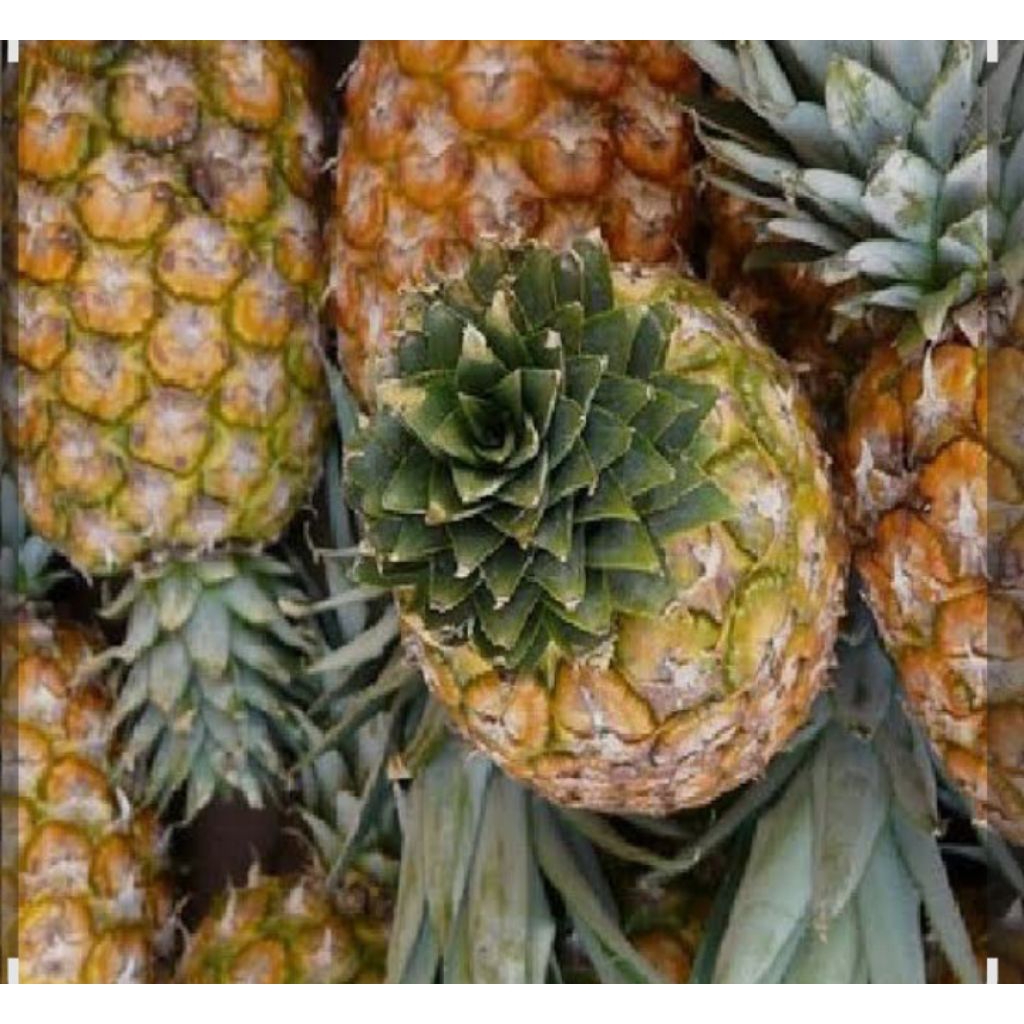 

buah nanas, BUAH NANAS