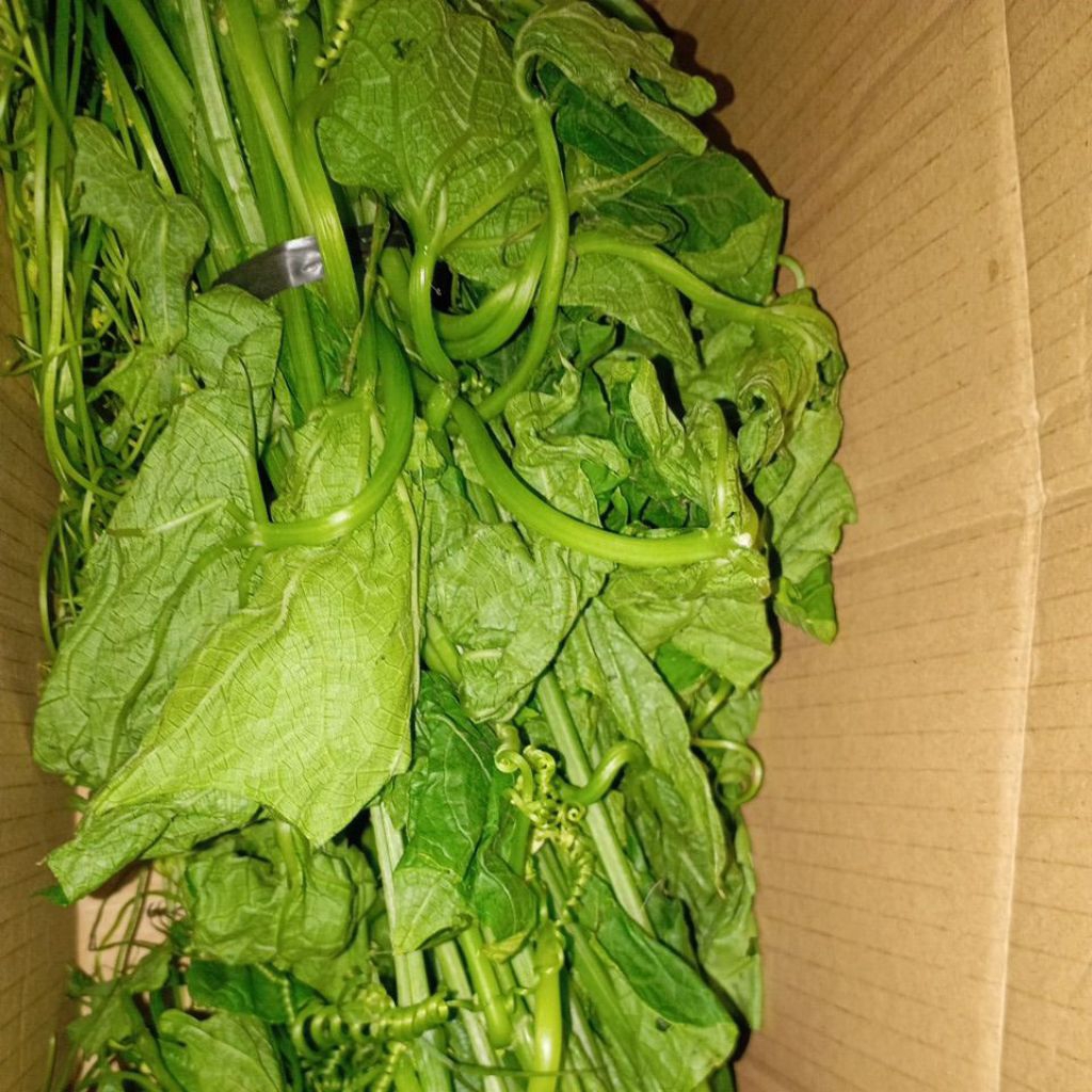 

SAYUR PUCUK DAUN LABU SIAM GONDES SEGAR Perikat