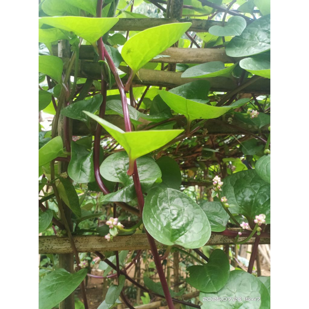 

daun binahong segar 1 kg