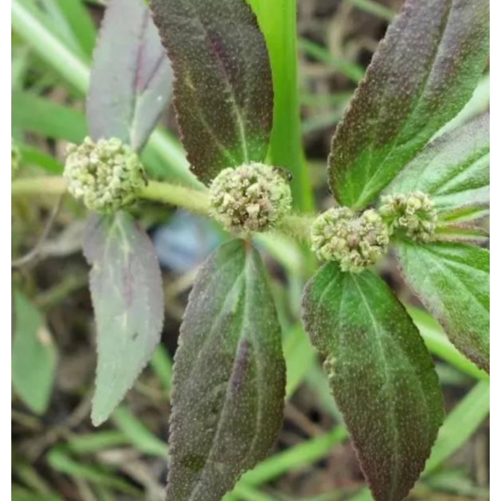 

daun patikan kebo segar 200 gram