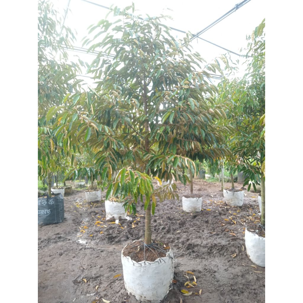 

Dongkelan Durian premium spek jumbo