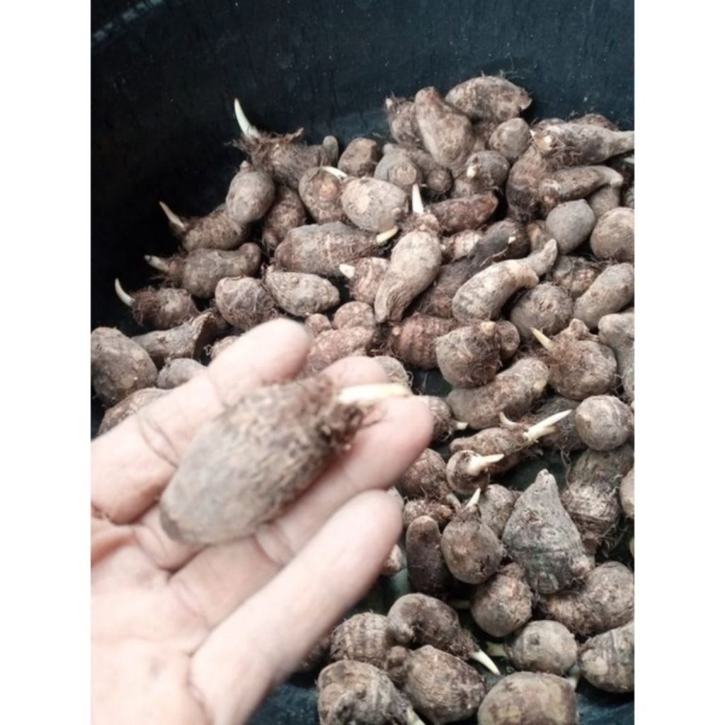 

bibit umbi talas jepang satoimo 1kg