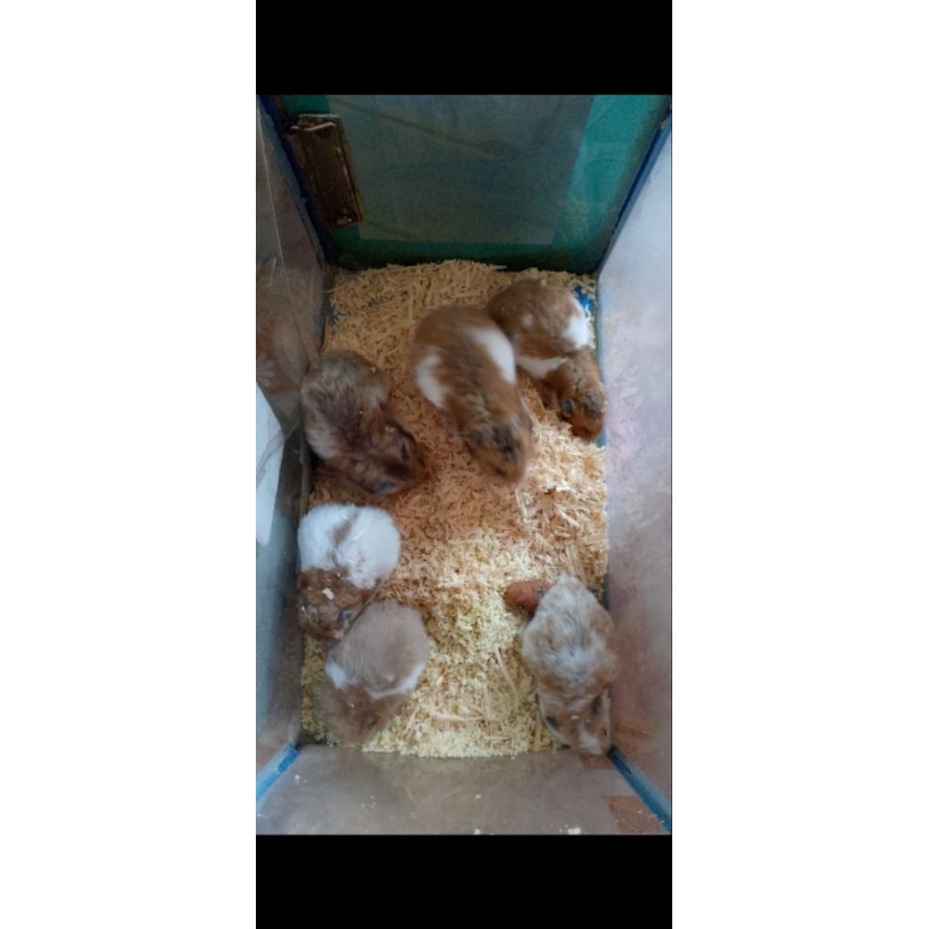 hamster syrian(hamster jinak) hidup