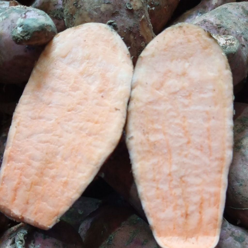 

UBI JALAR ORANGE UBI RUJAK PETIS