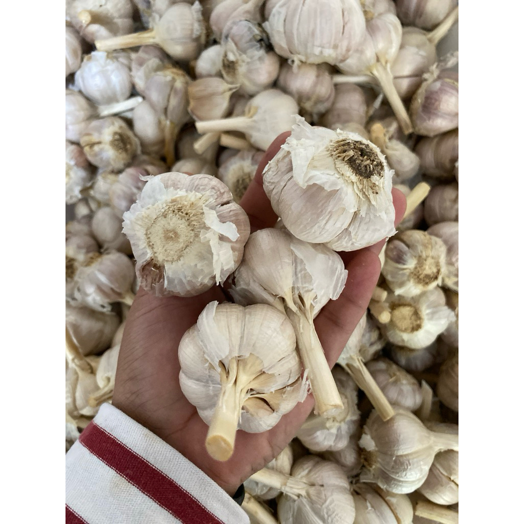 

bawang putih kating 1kg
