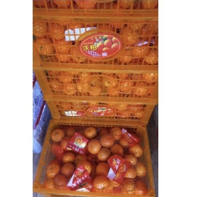 

Jeruk Wokam Rajut Manis 1 dus 6,5 kg per box Fresh Jogja