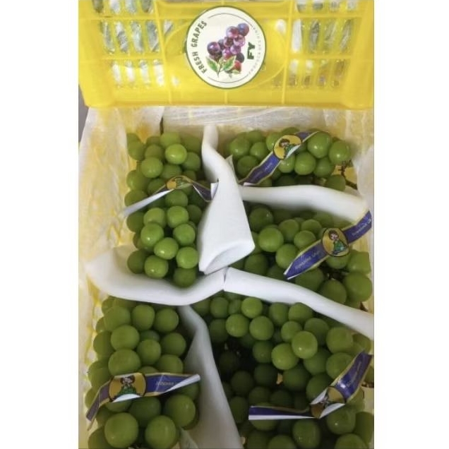 

Anggur Shine Muscat FY 1 Dus 5,2 Kg Per Box Keranjang Fresh Jogja