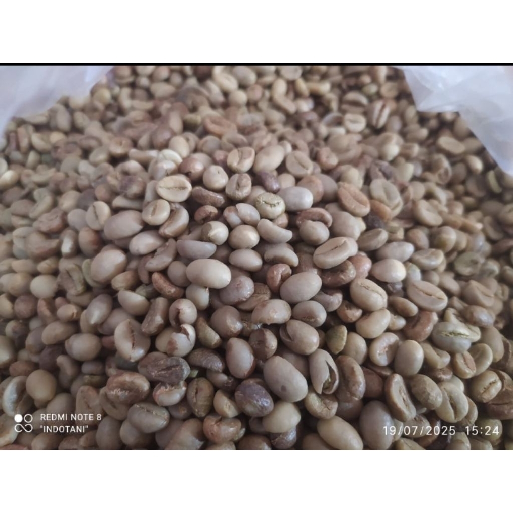 

kopi robusta asalan berkualitas
