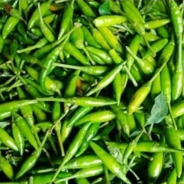 

Cabai Rawit Hijau