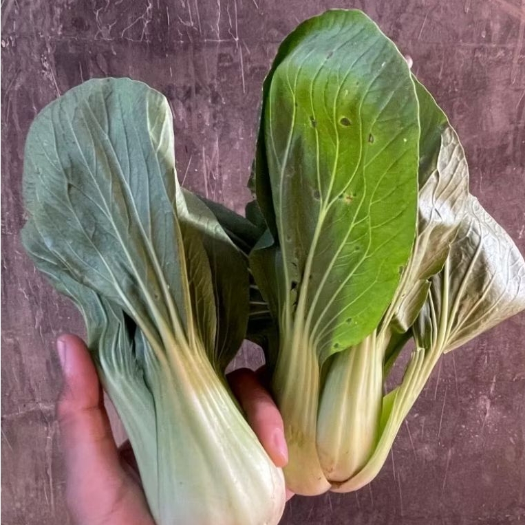 

KIRIM INSTAN sawi pakcoy