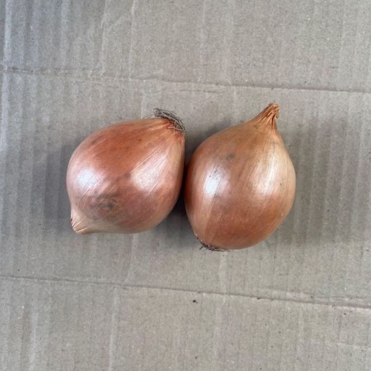 

KIRIM INSTAN bawang bombai