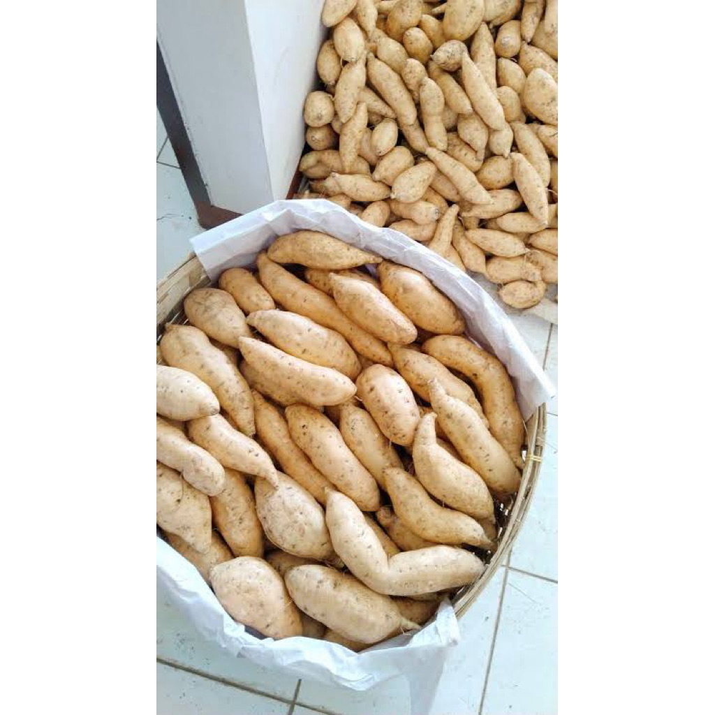 

Ubi Madu Cilembu Asli ditanam di Wonogiri