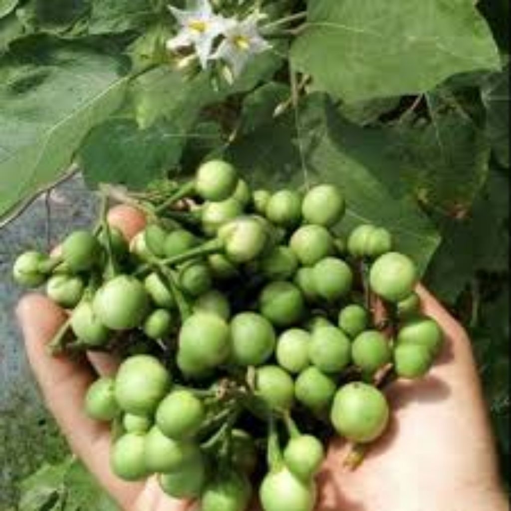 

buah tekokak / buah rimbang takokak /cepokak segar 500 gram