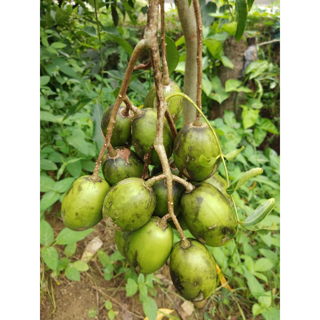 bibit kedondong sudah berbuah