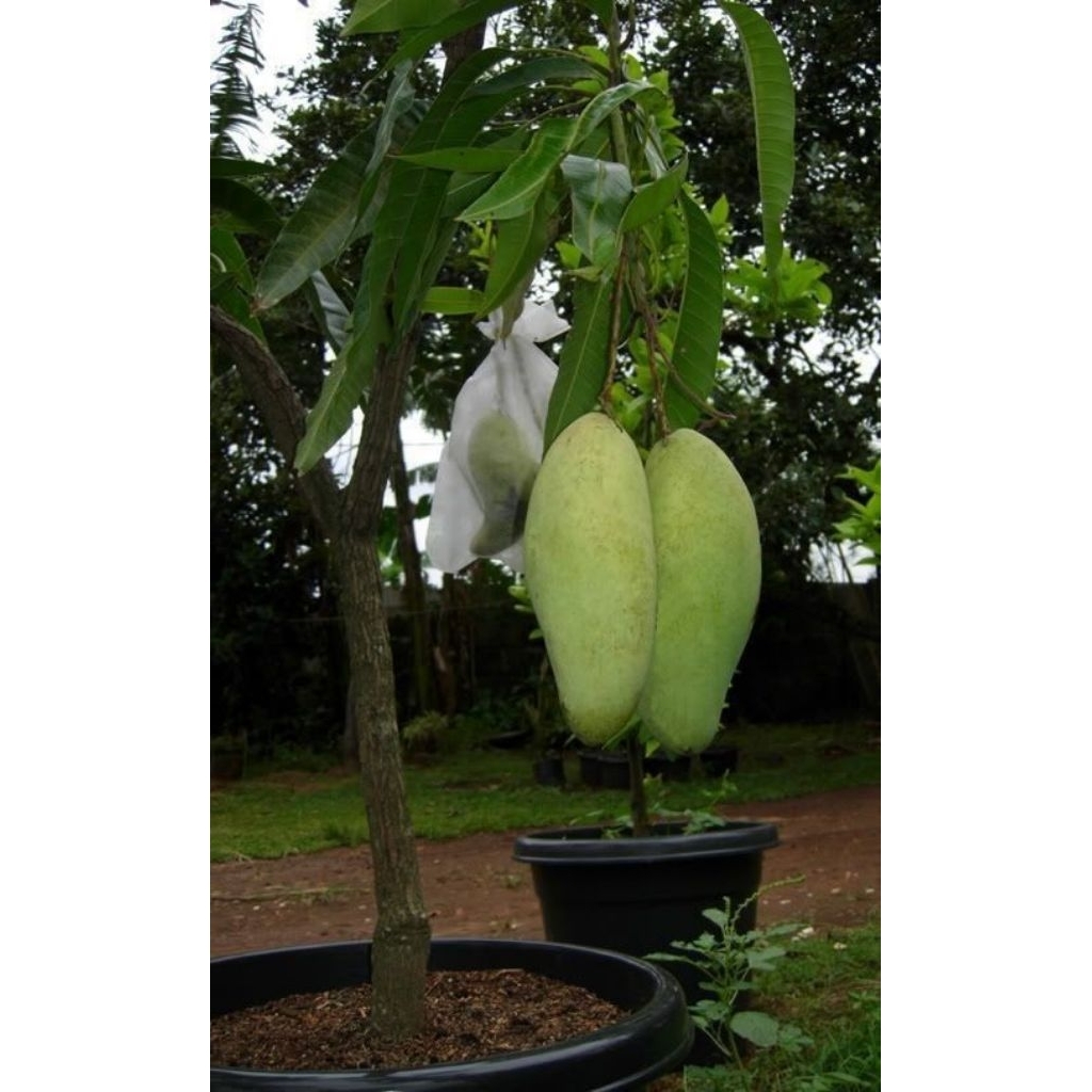 

MANGGA GOLEK 500 GRAM