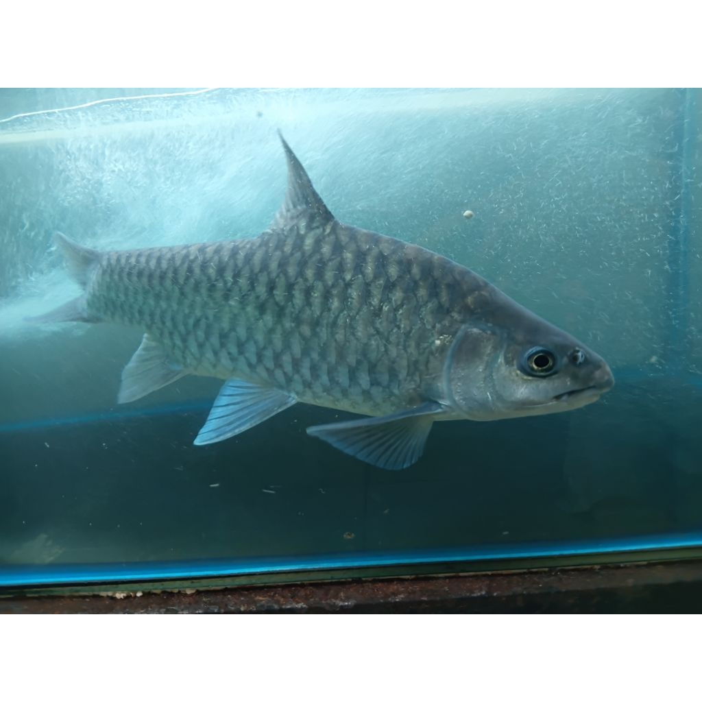 

Dewa mahseer jenis tambroides / blue mahsser uk 1 kg up