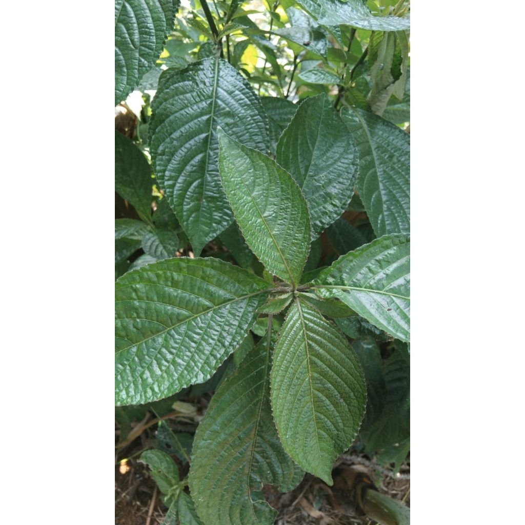 

Daun keji beling segar alami harga hemat murah