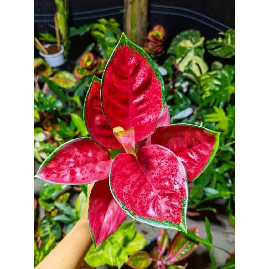 Bunga aglonema berbagi jenis bunga