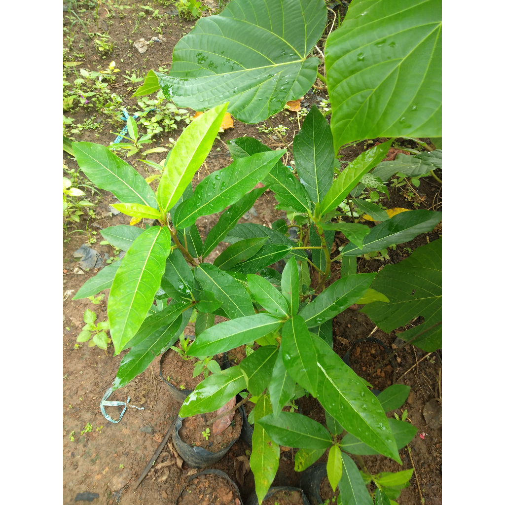 Bibit tanaman loa - Bibit Lowa/loh - tanaman Langka-Ficus Racemosa