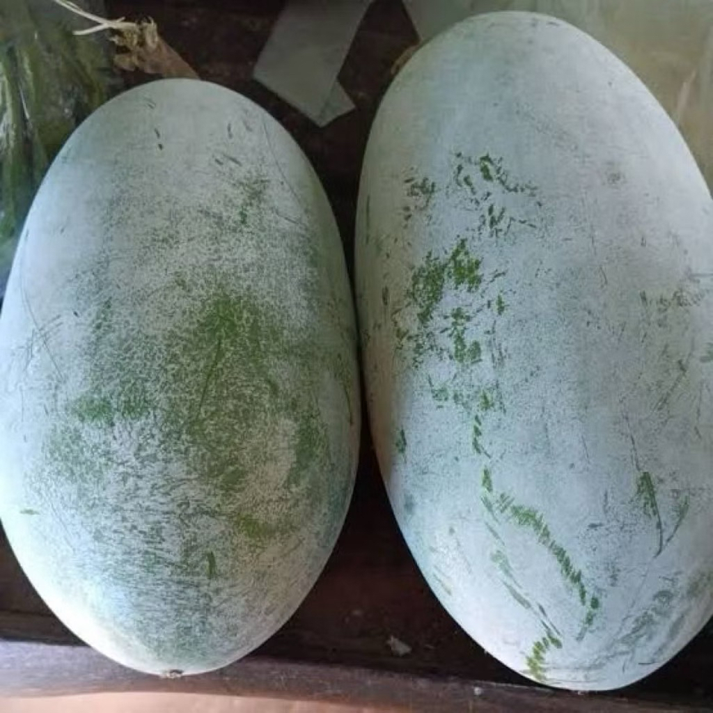 

Buah Beligo / Bligo / kundur Segar, Sehat, Berkualitas Kebun Sendiri Harga Per 1 KG Bu