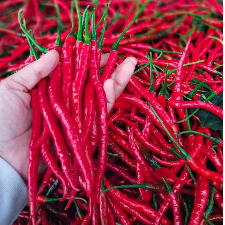 

cabe merah keriting/CMK fress (500 gr dan 1000 gr)asli dari petani blitar