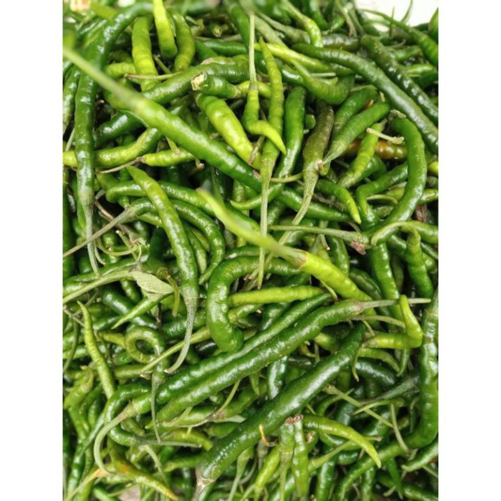 

Cabai Kriting Hijau Fresh 1 Kg/500 Gram Langsung Dari Kebun